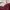 Coquette Midi dress Wanita burgundy photo 2