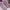 Onitsuka Tiger Casual Sneakers Pria pink photo 2