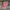 Stussy Vintage Streetwear Hat Pria Pink