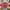 Seiko Vintage Casual Pria silver red photo 1