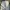 Asics Streetwear Tracksuit Pria cream photo 4