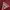 Guess Luxury Hoody Pria Red
