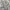 Burberry Vintage Casual Harrington jacket Pria cream photo 3