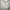 Burberry Vintage Casual Harrington jacket Pria cream photo 5