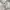 Burberry Vintage Casual Harrington jacket Pria cream photo 2