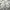 Burberry Vintage Casual Harrington Jacket Pria Cream