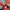 Nike Streetwear Sportswear Windbreaker Pria orange gray photo 5