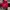 Lacoste Streetwear Sweater Pria red photo 1