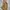 TATE Vintage Streetwear Parka Pria tan photo 1