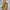 TATE Vintage Streetwear Parka Pria Tan