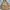 TATE Vintage Streetwear Parka Pria Tan