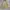 McGregor Vintage Streetwear Parka Pria cream photo 4