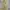 McGregor Vintage Streetwear Parka Pria cream photo 1