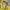 Vintage Streetwear Parka Pria yellow photo 4