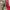 Vintage Streetwear Parka Pria red photo 5