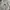 Carhartt Vintage Y2K Pria khaki cream photo 4