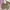 Coach Y2K Coquette Bags & purse Wanita tan blue photo 2