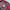 Polo Ralph Lauren Casual Harrington jacket Pria burgundy photo 3