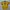 Mizuno Sportswear Jersey Pria yellow photo 1