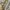 Coach Y2K Bags & purse Wanita green tan photo 3