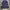 Grifone Casual Polo shirt Pria navy photo 1