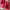 Bubblegum American Flavour Casual Sneakers Kids red photo 3