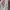 Adidas Sportswear Sneakers Kids white photo 3
