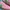 Puma Casual Sneakers Wanita green pink photo 2