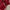 Adidas Streetwear Sportswear Track jacket Pria white red photo 6