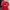 Adidas Sportswear Casual Jersey Pria red photo 1