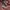 Prada Luxury Windbreaker Pria burgundy photo 6