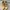 Nike Streetwear Casual Sneakers Wanita gold cream photo 1