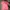 Hush Puppies Casual T-shirt Wanita pink photo 1