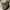 GAP Streetwear Y2K Jeans Pria tan cream photo 5