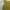 Minimalist Casual dress Wanita gold photo 3