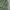 Crocodile Biker Sportswear Windbreaker Wanita green photo 2