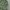 Crocodile Biker Sportswear Windbreaker Wanita Green