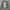 Crocodile Biker Sportswear Windbreaker Wanita green photo 3