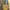 Charles and Keith Casual Shoulder bag Wanita yellow photo 1