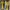 Casual Shirt dress Wanita yellow photo 1