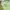 Braun Buffle Luxury Wanita green photo 3