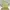 Braun Buffle Luxury Wanita Green