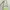 Braun Buffle Luxury Wanita green photo 4