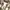 Japanese brand Casual Casual shirt Pria tan photo 5