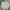 Polo Ralph Lauren Vintage Minimalist Harrington Jacket Pria Cream