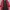 The North Face Pakaian Nasional Track jacket Wanita red photo 4