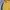 Nike Pakaian Nasional Track jacket Pria yellow photo 2