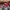 Nike Casual Hat Pria red photo 1
