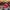 Nike Casual Hat Pria Red
