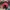 Nike Casual Hat Pria red photo 3